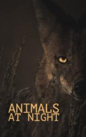 Animals at Night by Rachel Bladon book cover